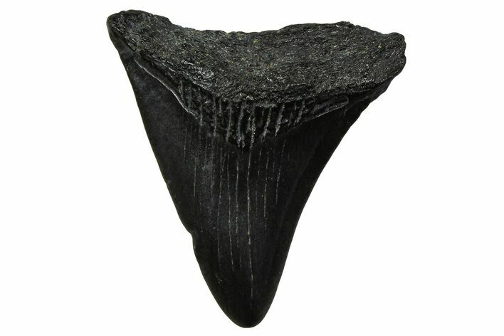 Juvenile Megalodon Tooth - South Carolina #375926